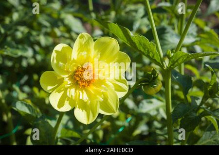 Un colarette forma di Dahlia Susan Gilbert in giallo pallido che crescono in un giardino Inglese a inizio autunno Foto Stock