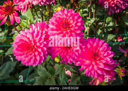 Un gruppo di Dahlia Karma Fuchsiana fiori in un vivaio di inglese nel Regno Unito nel mese di settembre Foto Stock