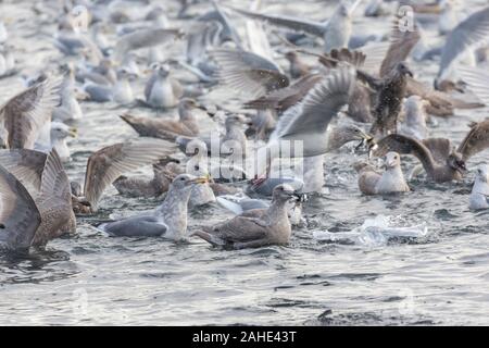 Migliaia di piccoli pesci, acciughe, lavato fino a riva a White Rock Beach, a sud di Vancouver, BC Canada il 25 dicembre 2019. Disegno folle di uccello Foto Stock