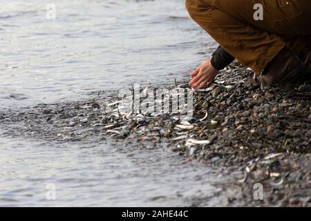 Migliaia di piccoli pesci, acciughe, lavato fino a riva a White Rock Beach, a sud di Vancouver, BC Canada il 25 dicembre 2019. Disegno folle di uccello Foto Stock