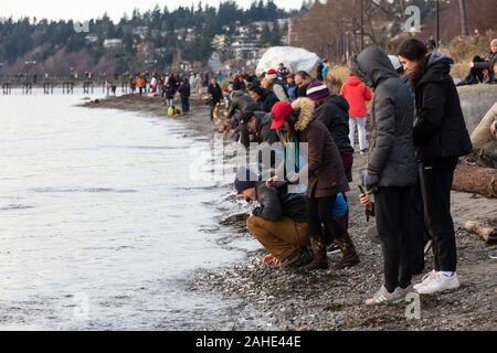 Migliaia di piccoli pesci, acciughe, lavato fino a riva a White Rock Beach, a sud di Vancouver, BC Canada il 25 dicembre 2019. Disegno folle di uccello Foto Stock