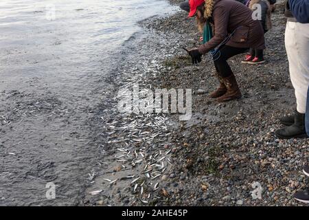 Migliaia di piccoli pesci, acciughe, lavato fino a riva a White Rock Beach, a sud di Vancouver, BC Canada il 25 dicembre 2019. Disegno folle di uccello Foto Stock