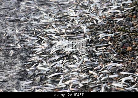 Migliaia di piccoli pesci, acciughe, lavato fino a riva a White Rock Beach, a sud di Vancouver, BC Canada il 25 dicembre 2019. Disegno folle di uccello Foto Stock