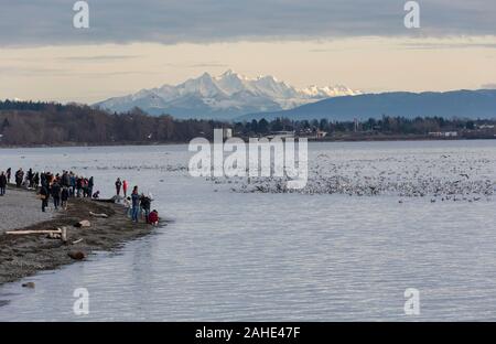 Migliaia di piccoli pesci, acciughe, lavato fino a riva a White Rock Beach, a sud di Vancouver, BC Canada il 25 dicembre 2019. Disegno folle di uccello Foto Stock