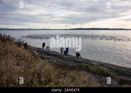 Migliaia di piccoli pesci, acciughe, lavato fino a riva a White Rock Beach, a sud di Vancouver, BC Canada il 25 dicembre 2019. Disegno folle di uccello Foto Stock