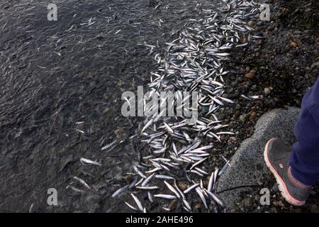 Migliaia di piccoli pesci, acciughe, lavato fino a riva a White Rock Beach, a sud di Vancouver, BC Canada il 25 dicembre 2019. Disegno folle di uccello Foto Stock