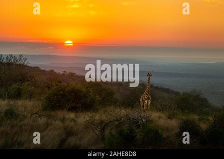 La giraffa durante il tramonto in Sud Africa Foto Stock