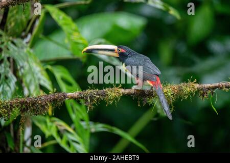 Un pallido fatturati Araçari Pteroglossus erythropygius Milpe Riserva, Ecuador 7 dicembre 2019 Ramphastidae adulti Foto Stock