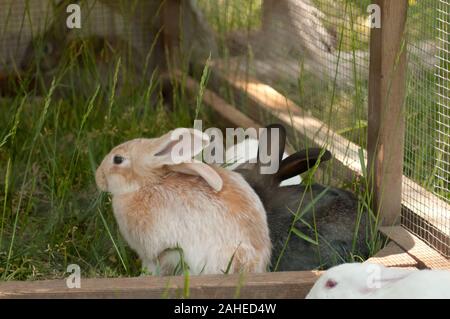 I conigli sono i nuovi arrivi a Tuckahoe Plantation, nella contea di Goochland, va il 5 maggio 2011. La sconfinata gabbia coniglio viene progressivamente spostato sui pascoli dove i conigli possono pascolare sui prati e gli insetti e lasciare ricco di nutrienti letame per rivitalizzare il terreno, migliorando la ricrescita. La piantagione è stata la fanciullezza casa del Presidente Thomas Jefferson dal 1745 fino al 1752, è oggi una azienda agricola con allevamento di bestiame, pecore, polli e conigli carni di alimentazione per caduta la linea aziende un cibo locale di mozzo. Caduta la linea aziende offre una vasta gamma di cibi per uso domestico di punti metallici e di elementi speciali su un sempre ch Foto Stock