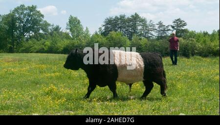 Bestiame allevato da Bruce Johnson a Dragonfly Farm sono free-range, erba-fed, e molto stress-free in Beaverdam, VA, il 6 maggio 2011 come passare la giornata il roaming di un pascolo o un altro di pascoli e di riposo sotto l'ombra degli alberi. Anche se hanno una magnifica vista di un fresco laghetto di acqua, essi non consentita in corrispondenza o in prossimità di esso per mantenerlo pulito e chiaro. Uso sequenziale dei pascoli consente l'erba e terra di ri-crescere e recuperare. Dragonfly e altre aziende la produzione di prodotti a base di carne elencate e ordinato su Lulus cibo locale sito web e distribuito dalla linea di caduta fattorie mozzo alimentare che offrono una vasta gamma di alimenti di uso domestico sta Foto Stock