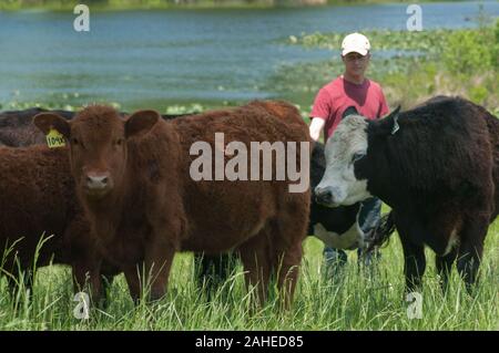 Bestiame allevato da Bruce Johnson a Dragonfly Farm sono free-range, erba-fed, e molto stress-free in Beaverdam, VA, il 6 maggio 2011 come passare la giornata il roaming di un pascolo o un altro di pascoli e di riposo sotto l'ombra degli alberi. Anche se hanno una magnifica vista di un fresco laghetto di acqua, essi non consentita in corrispondenza o in prossimità di esso per mantenerlo pulito e chiaro. Uso sequenziale dei pascoli consente l'erba e terra di ri-crescere e recuperare. Dragonfly e altre aziende la produzione di prodotti a base di carne elencate e ordinato su Lulus cibo locale sito web e distribuito dalla linea di caduta fattorie mozzo alimentare che offrono una vasta gamma di alimenti di uso domestico sta Foto Stock