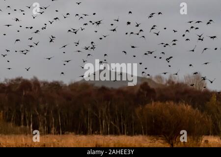 Regno Unito: Meteo Vigilia di Natale sera starling murmuration su Glastonbury Tor Shapwick Heath, parete di prosciutto RSPB riserva, Avalon paludi, Somerset, Regno Unito Foto Stock