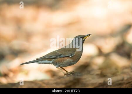 Il Tordo eyebrowed (Turdus obscurus) è un membro della famiglia di tordo Turdidae. Si tratta di un bambino e non mostra la caratteristica eye brow mar Foto Stock