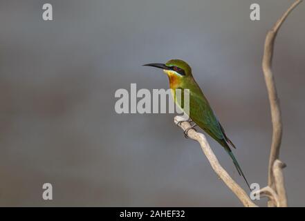 Il blue-tailed Gruccione (Merops philippinus) è un vicino passerine uccello del Gruccione famiglia Meropidae. Foto Stock