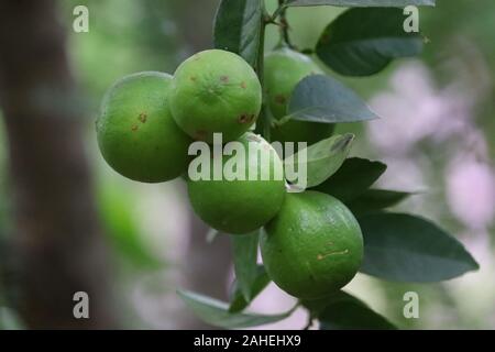 Verdi maturi frutti di limone con foglia di limone su lime tree ramo con sfondo sfocato. Foto Stock
