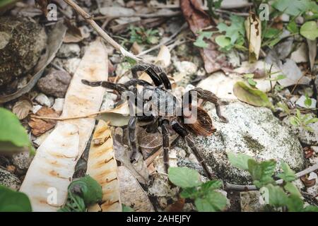 Tarantula ragno con hairy arancione torna sulla terra con foglie, Peten, Guatemala Foto Stock