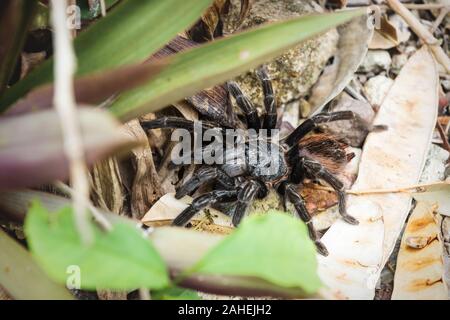 Tarantula ragno con hairy arancione torna sulla terra tra foglie, Peten, Guatemala Foto Stock