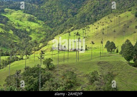 Palme da cera (Ceroxylon quindiuense) nella verde valle Cocora, Salento, Colombia Foto Stock