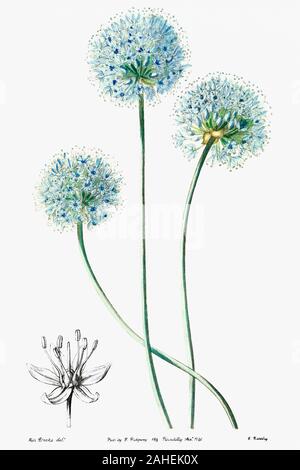 Porro blu da Edwards botanici del registro (1829-1847) da sydenham Edwards, John Lindley, e James Ridgway. Originale dal patrimonio di biodiversità