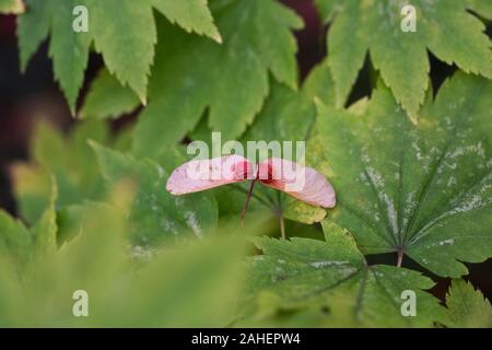 Acer japonicum 'Full Moon Magic' samara Foto Stock