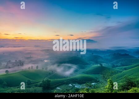 Panoramica dei COC lungo il tè verde collina, Phu Tho, Vietnam. Foto Stock