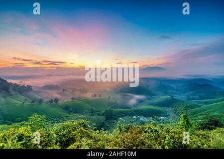 Panoramica dei COC lungo il tè verde collina, Phu Tho, Vietnam. Foto Stock