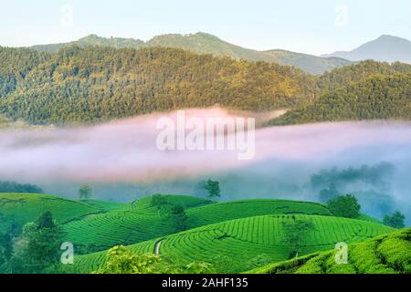 Panoramica dei COC lungo il tè verde collina, Phu Tho, Vietnam. Foto Stock