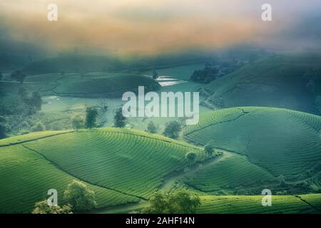 Panoramica dei COC lungo il tè verde collina, Phu Tho, Vietnam. Foto Stock