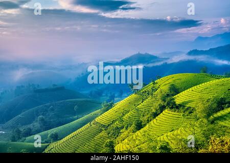 Panoramica dei COC lungo il tè verde collina, Phu Tho, Vietnam. Foto Stock