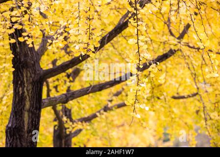 Il Ginkgo alberi con fogliame giallo in autunno a Chengdu Foto Stock