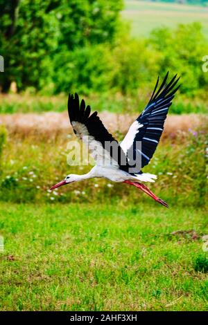 Cicogna volare. Bellissimo paesaggio. Periodo dell'anno estate. Foto Stock