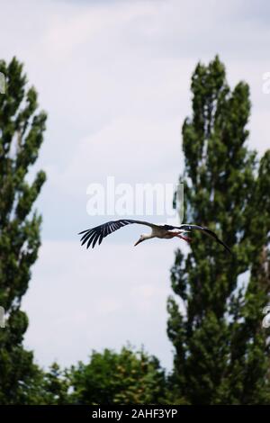 Cicogna volare. Bellissimo paesaggio. Periodo dell'anno estate. Foto Stock