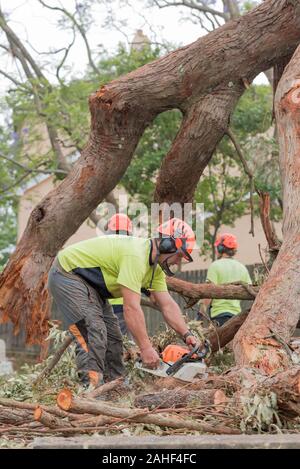 Sydney Aust Nov 26 2019: una improvvisa tempesta strappato attraverso la periferia a nord di Sydney scatto enormi alberi in corrispondenza della loro base. Questo è St Johns Chiesa, Gordon Foto Stock
