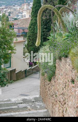 Depressione gambo di fiore di Agave Attenuata impianto in Taormina, Sicilia, Italia Foto Stock