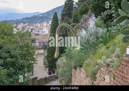 Depressione gambo di fiore di Agave Attenuata impianto in Taormina, Sicilia, Italia Foto Stock