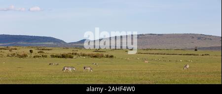 New Scenic 5 posti del Masai Mara nel novembre del Kenya. Foto Stock