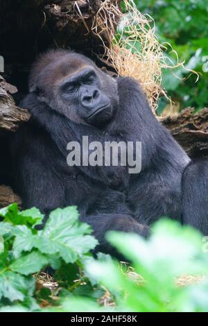 MELBOURNE, Australia -14 LUG 2019- vista di un gorilla in cattività al Melbourne Zoo. Foto Stock