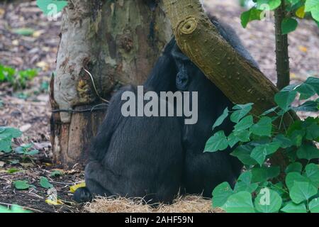 MELBOURNE, Australia -14 LUG 2019- vista di un gorilla in cattività al Melbourne Zoo. Foto Stock