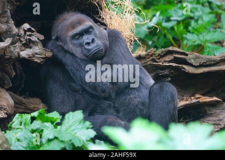 MELBOURNE, Australia -14 LUG 2019- vista di un gorilla in cattività al Melbourne Zoo. Foto Stock