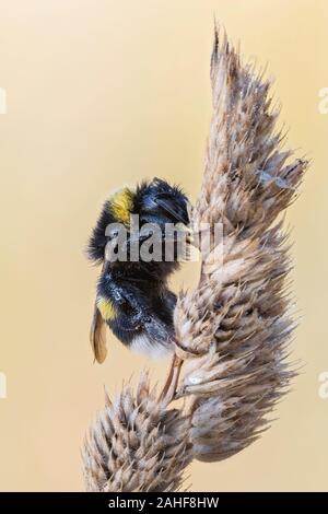Helle Erdhummel, Bombus lucorum, bianco-tailed Bumblebee Stack Macro Foto Stock