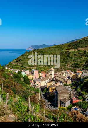 Vigneto in Manarola, Cinque Terre, Sito Patrimonio Mondiale dell'UNESCO, Liguria, Italia Foto Stock