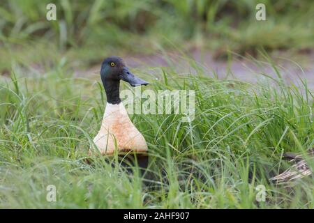 Maennchen Loeffelente, spatola clypeata, maschio mestolone settentrionale Foto Stock