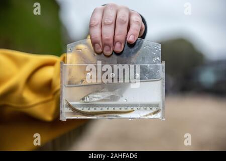 Thames Water pesce indagine effettuata dalla Società Zoologica di Londra (ZSL) nell'estuario del Tamigi vicino a Greenwich, a sud-est di Londra, Regno Unito Foto Stock