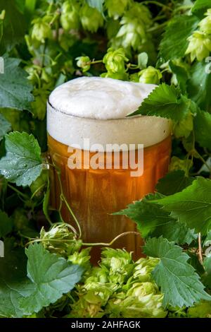 La birra con schiuma in pinta circondato dal verde il luppolo. Bevanda al luppolo. La birra in bottiglie di vetro, sfondo ingredienti per la fabbricazione della birra. Foto Stock