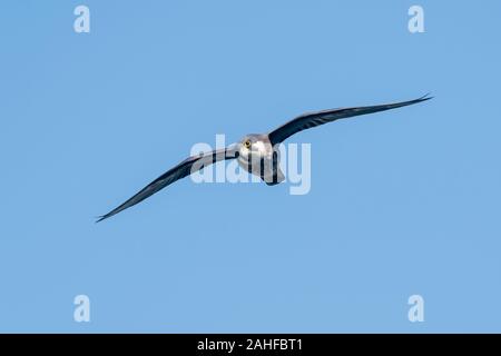 Eleonorenfalke, Falco eleonorae, Eleonoras Falcon Foto Stock