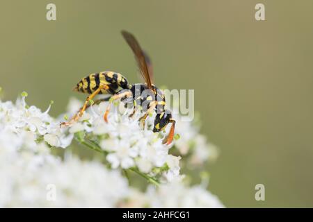 Haus-Feldwespe, Polistes dominula, carta europea wasp Foto Stock