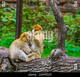 Primo piano di una barbary macaque giovane toelettatura ogni altra, tipico sociale il comportamento di scimmia, minacciate specie animale dall'Africa Foto Stock