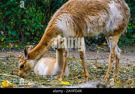 Famiglia di origine animale ritratto di una madre vigogna con il suo bambino, specie relative al cammello e alpaca Foto Stock