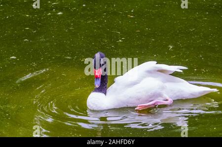 Primo piano di un nero a collo di cigno nuotare in acque tropicali specie di uccelli dal Sud America Foto Stock