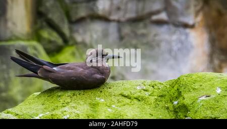 Primo piano di una femmina di inca tern seduto su una roccia, uccelli costieri da America, vicino minacciate specie animale Foto Stock